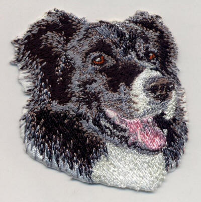 Border Collie Face 